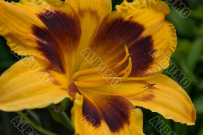 daylily