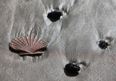 Shell