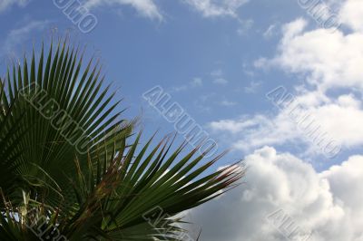 Sheet of a palm tree
