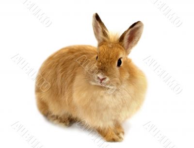 Ginger rabbit