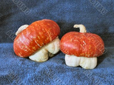 Pumpkin - Gourd