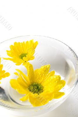 yellow flowers