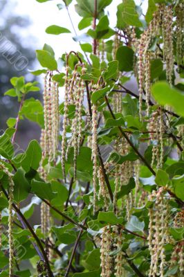 garriya elliptica