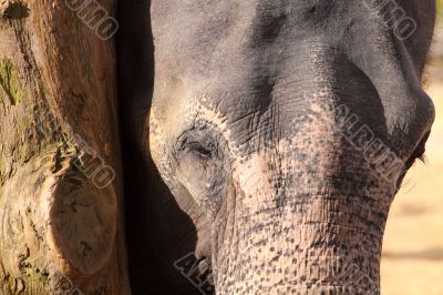 elephant