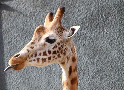 giraffe