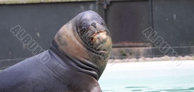 male sealion