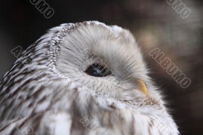 owl