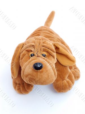 dog toy