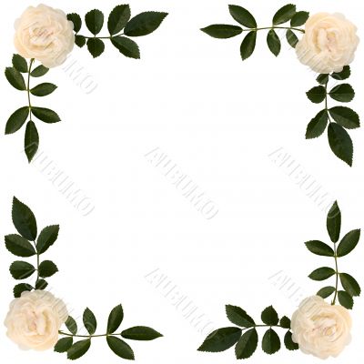 Frame of sprigs  tea-rose