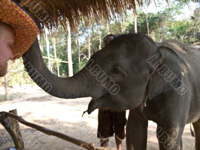 Men playing with elephant calf