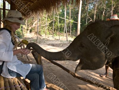 Young european women feeding elephant calf