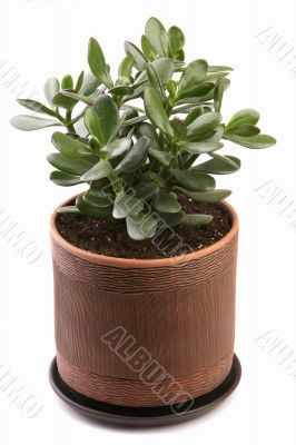 Crassula ovata