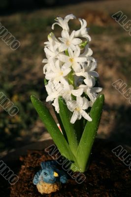 Hyacinth