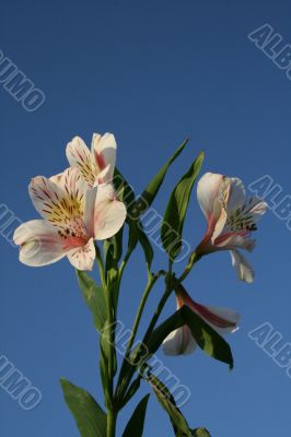 Wildflowers