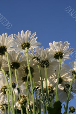 Wildflowers