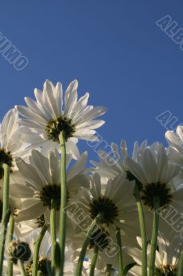 Colorful Flowers