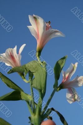 Wildflowers