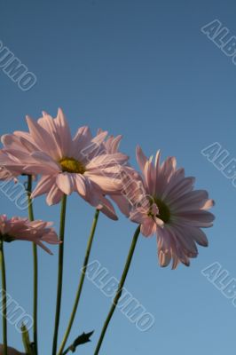 Wildflowers