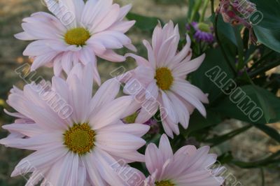 Wildflowers