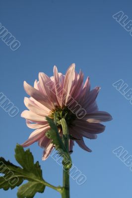 Wildflowers