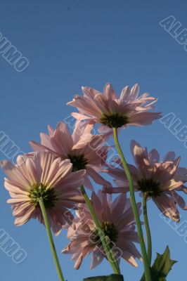 Wildflowers