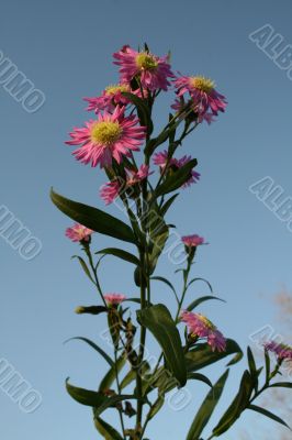 Wildflowers
