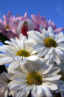 Wildflowers
