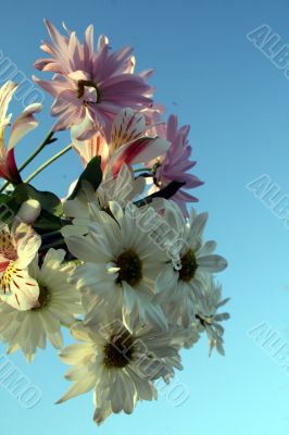 Wildflowers