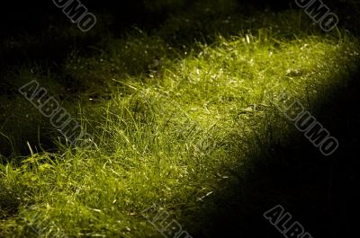 green grass