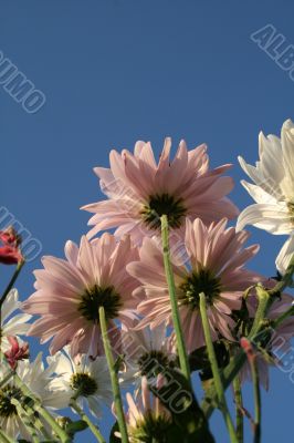 Wildflowers