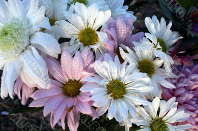 Wildflowers