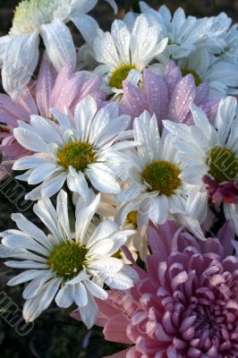 Wildflowers
