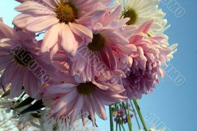 Wildflowers