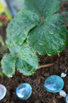 Strawberry Plant