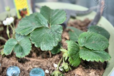 Strawberry Plant