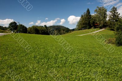 Lush Alpine meadow