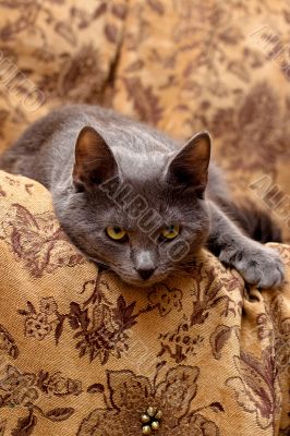 lying grey cat