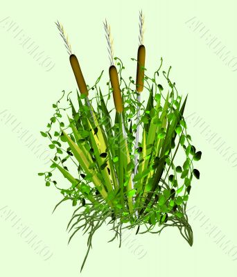 Wild flowers for decorative registration