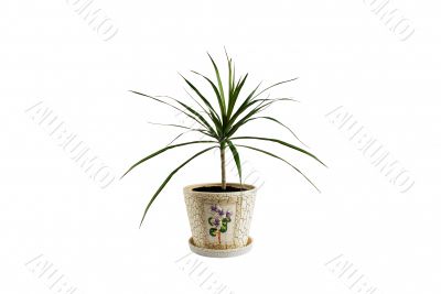 Palm tree in pot