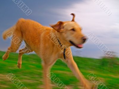 Labrador Retriever Playing