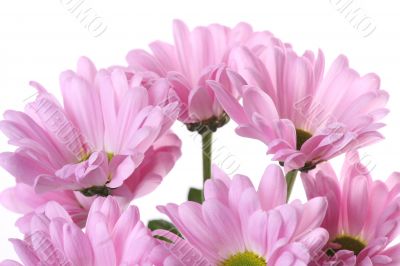 Pink chrysanthemum.