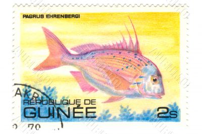 Old stamp from Guinea with Pagrus fish