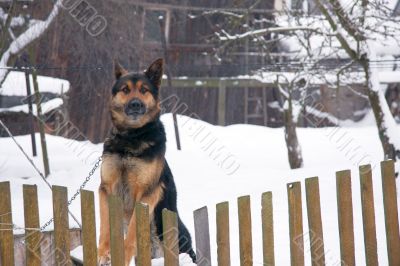 Guard