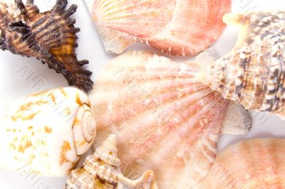 shells background