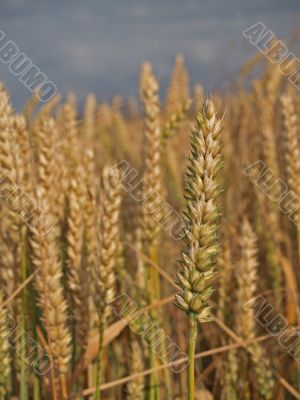 Cornfield