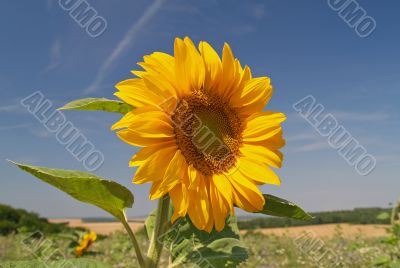 Sunflower