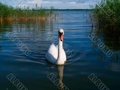 Mute Swan