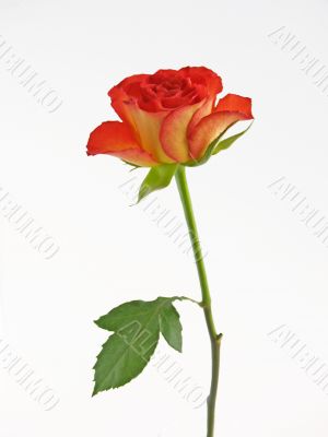 Red Rose