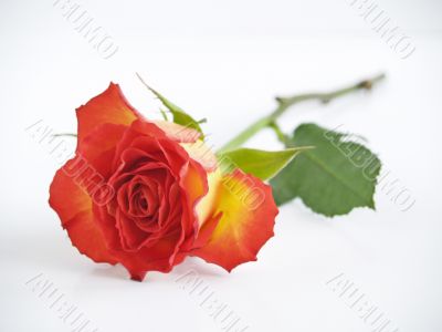 Red Rose