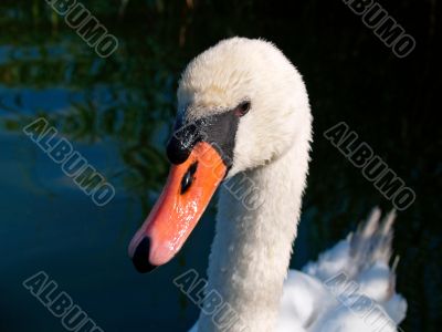 Mute Swan